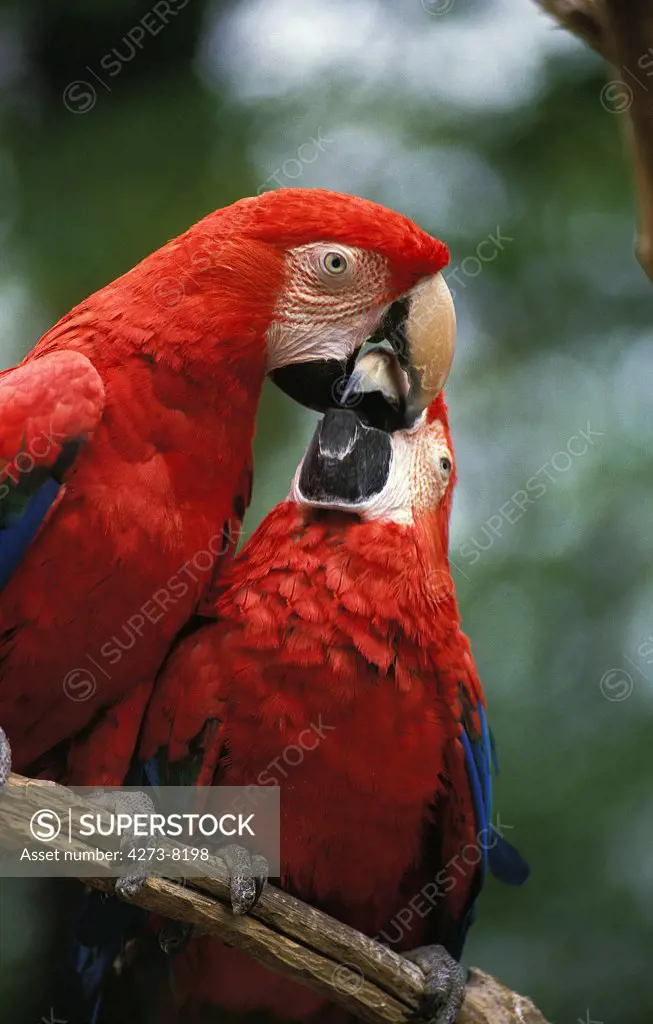 Scarlet Macaw Ara Macao, Pair Billing