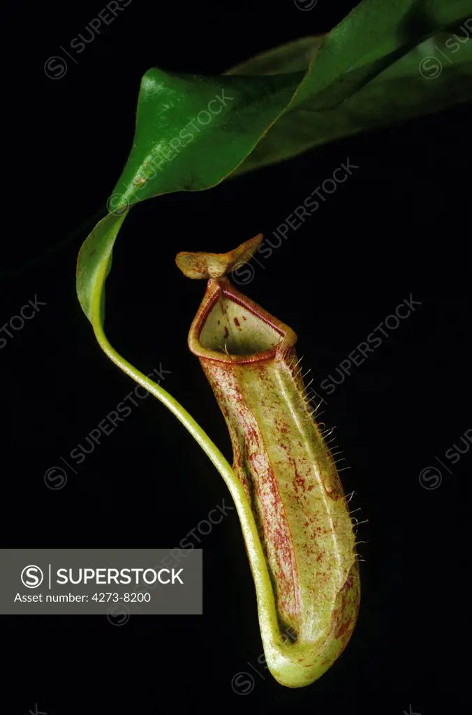 Carnivorous Plant, Nepenthes Against Black Background