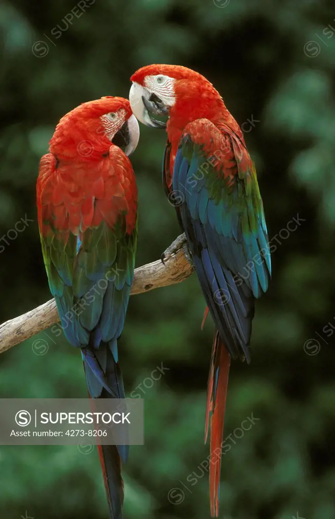 Red And Green Macaw, Ara Chloroptera, Adults Standing On Branch