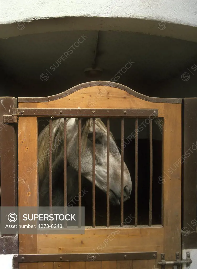Camarguese Horse In Stable