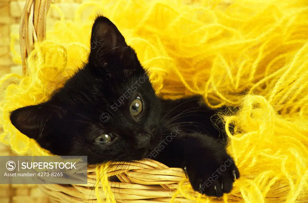 Black Domestic Cat, Kitten Laying Down In Whool