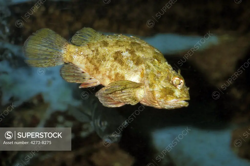 Scorpion Fish Scorpaena Porcus