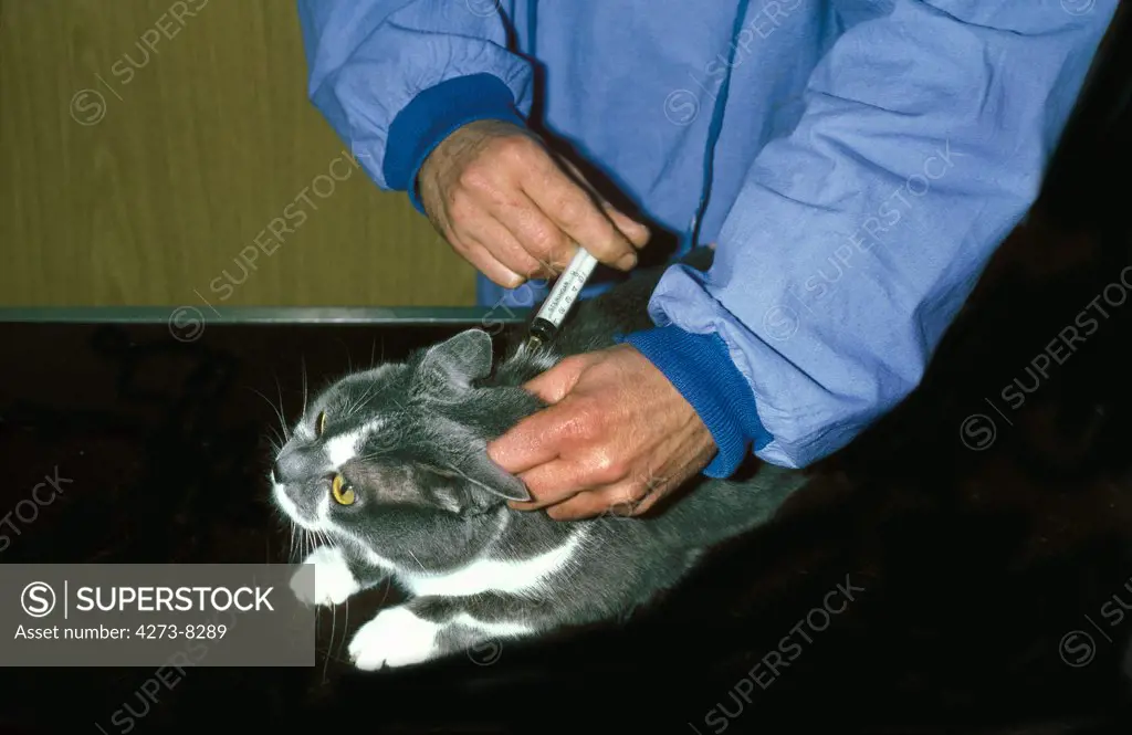 Domestic Cat And Veterinary Doing Vaccination