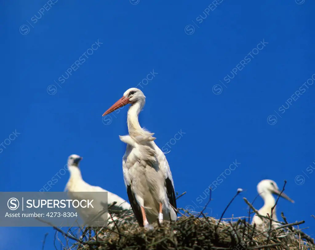 White Stork, Ciconia Ciconia, Adult On Nest, Alsace In France