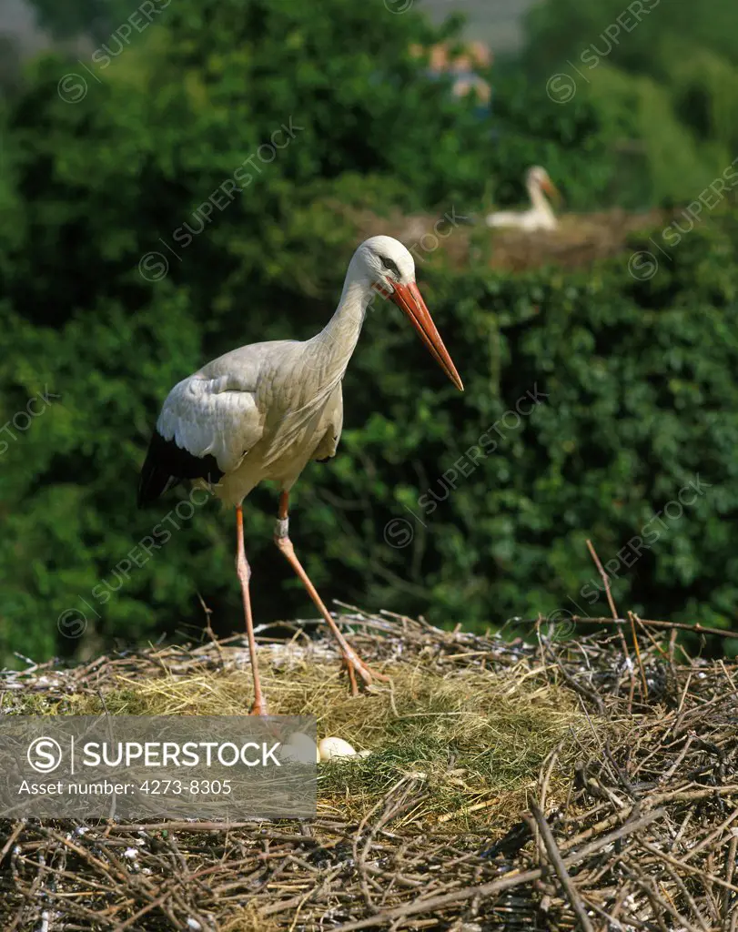 White Stork, Ciconia Ciconia, Adult On Nest With Eggs, Alsace In France