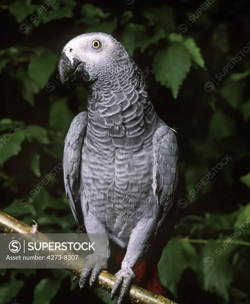 African Grey Parrot, Psittacus Erithacus, Adult Standing On Branch