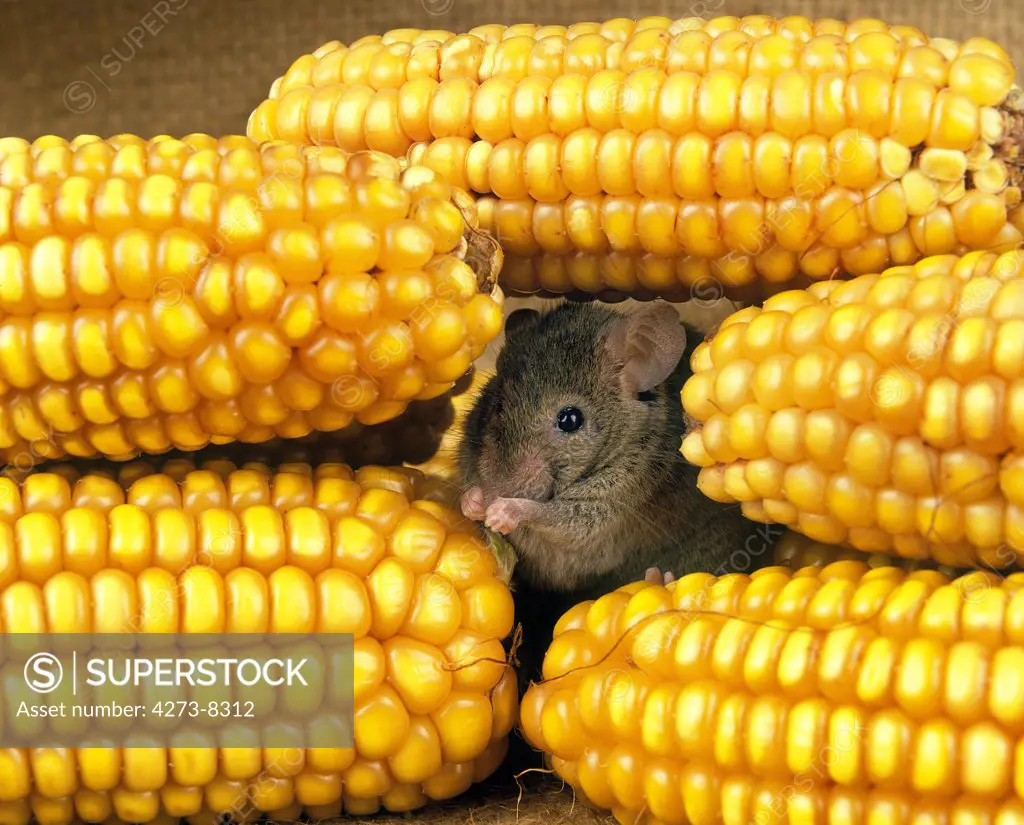 House Moise, Mus Musculus, Adult Eating Corn