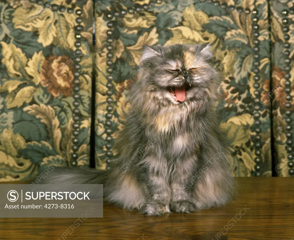 Persian Domestic Cat, Adult Yawning