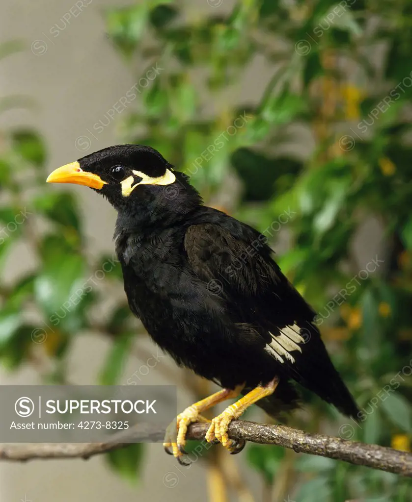 Hill Mynah, Gracula Religiosa, Adult Standing On Branch