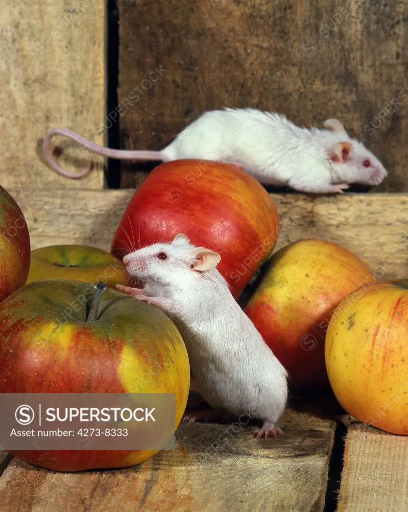White Mouse Mus Musculus, Pair Of Adults With Apples