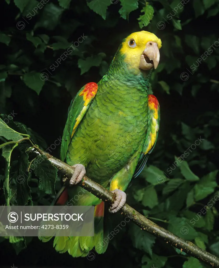 Yellow-Headed Parrot, Amazona Oratrix, Adult Standing On Branch