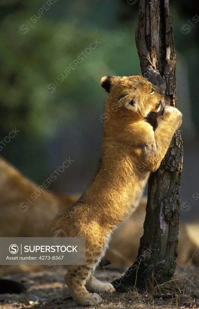 African Lion, Panthera Leo, Cub Playing With Tree Trunk, Standing On Hind Legs