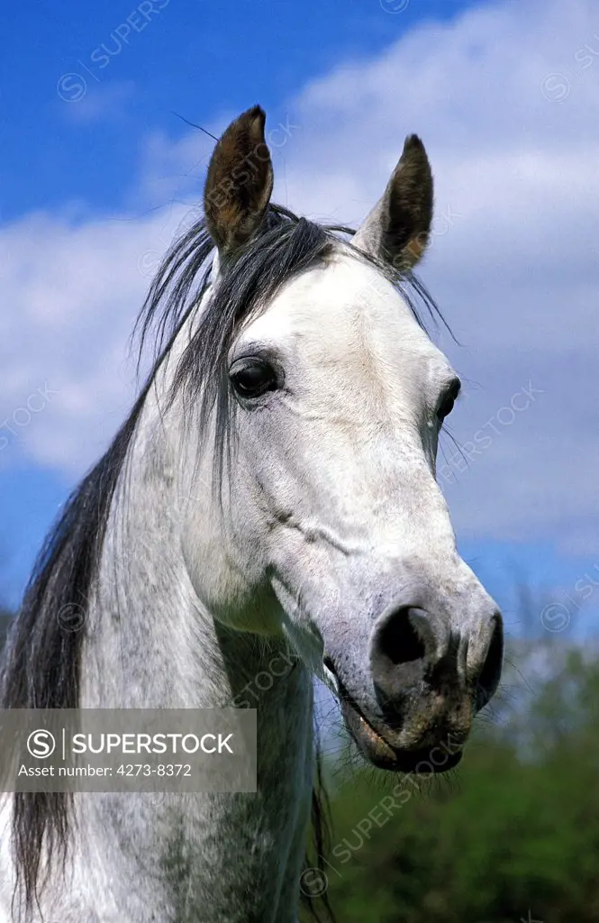 Andalusian Horse, Head Of Stallion