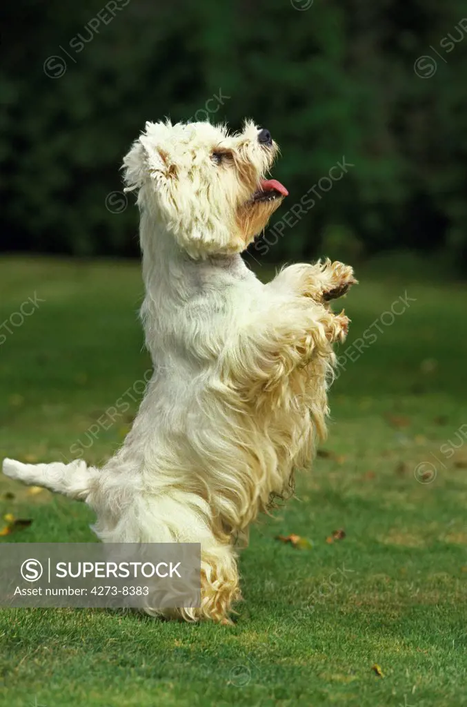 West Highland White Terrier, Adult Playing, Standing On Hind Legs