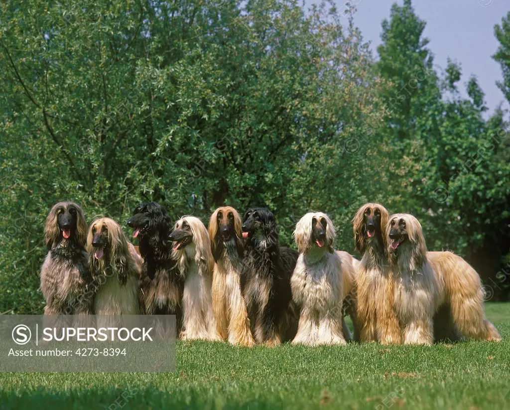 Afghan Hound, Group Of Adults Standing On Grass