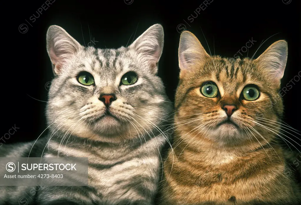 Brown Tabby And Silver Tabby Domestic Cat, Portrait Of Adults Against Black Background