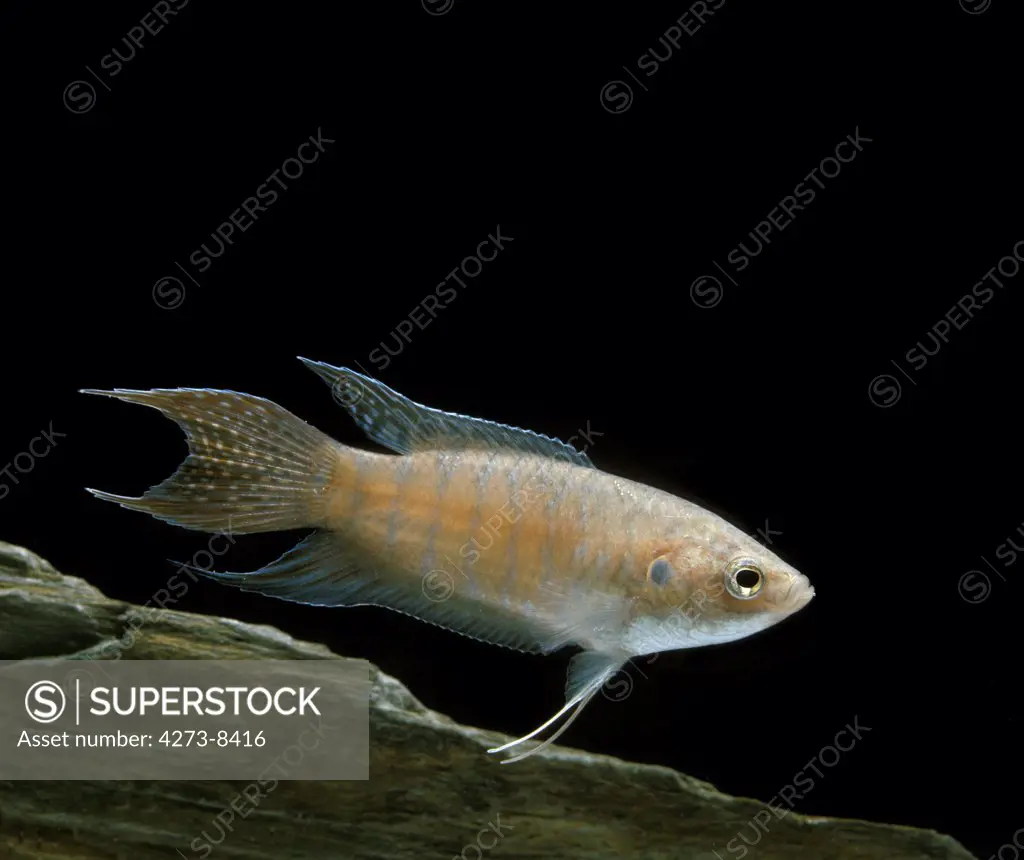 Paradise Fish, Macropodus Opercularis, Aquarium Fishes