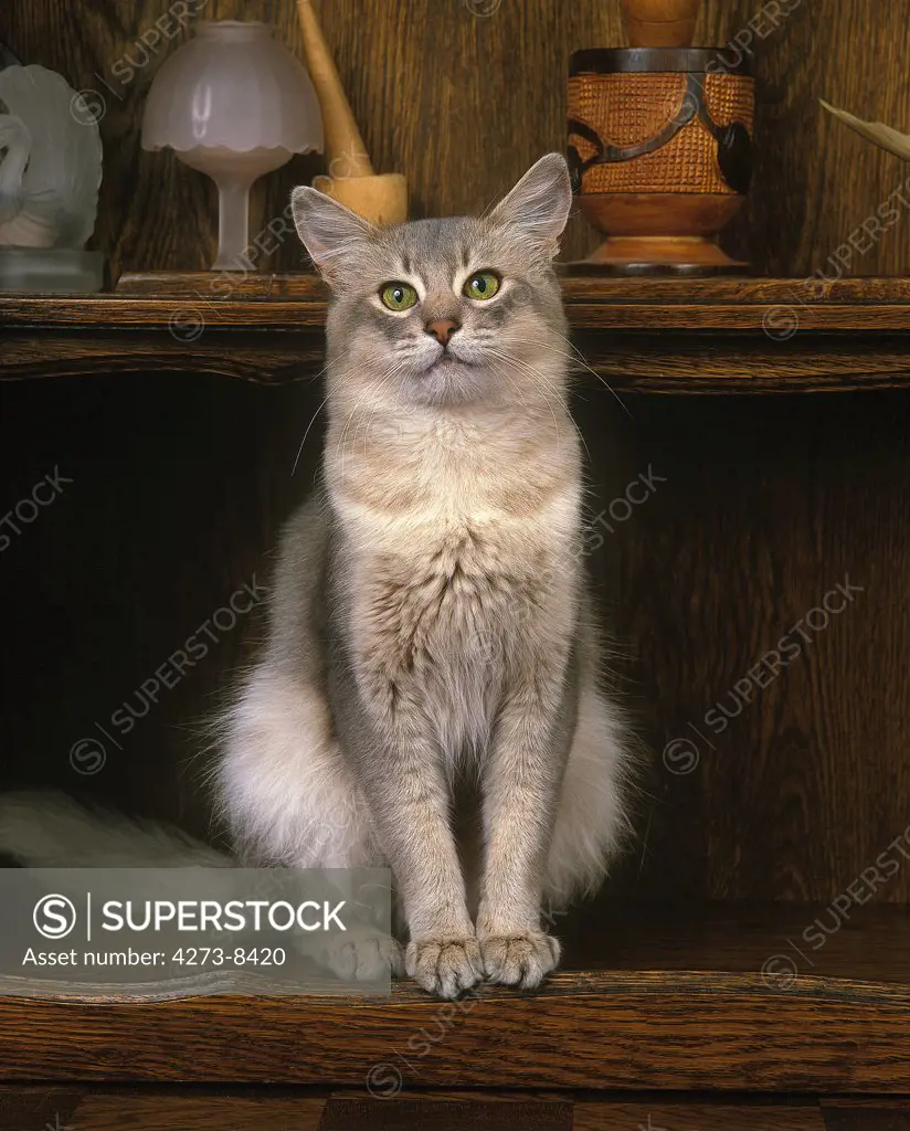 Blue Somali Domestic Cat, Adult Sitting On Sideboard