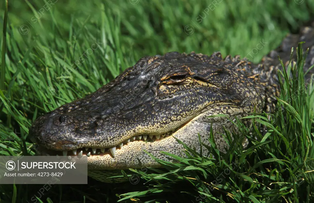 Australian Saltwater Crocodile Or Estuarine Crocodile, Crocodylus Porosus, Portrait Of Adult, Australia