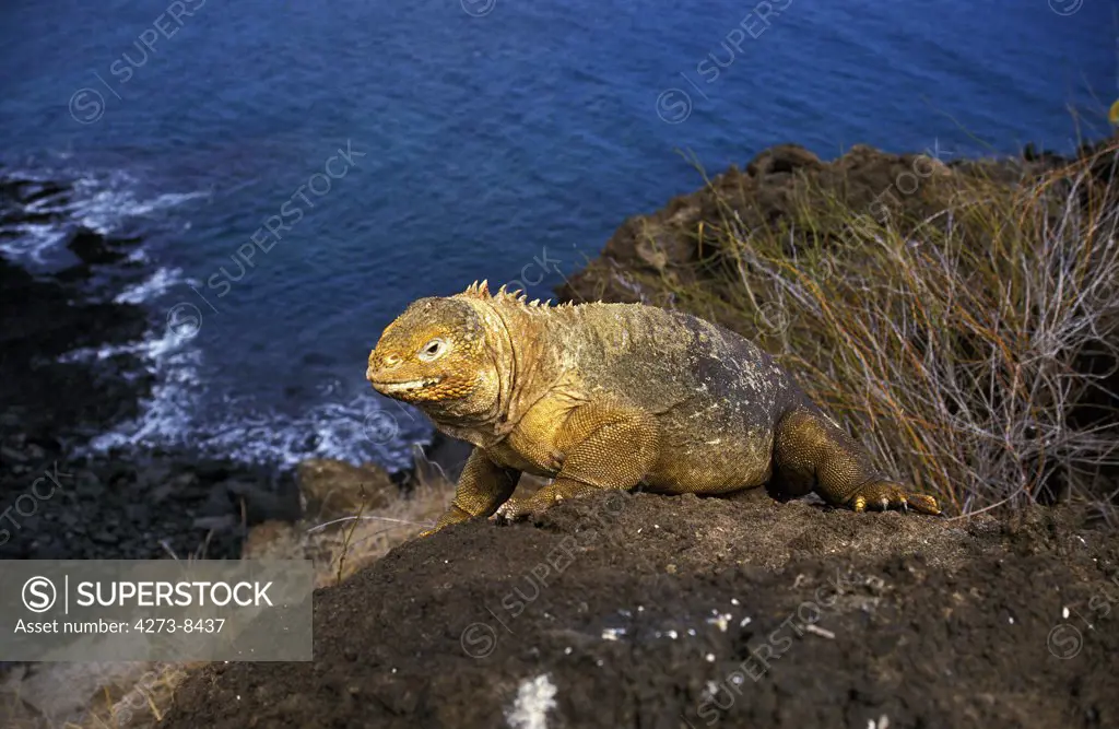 Galapagos Land Iguana, Conolophus Subcristatus, Adult Standing On Rock, Galapagos Islands