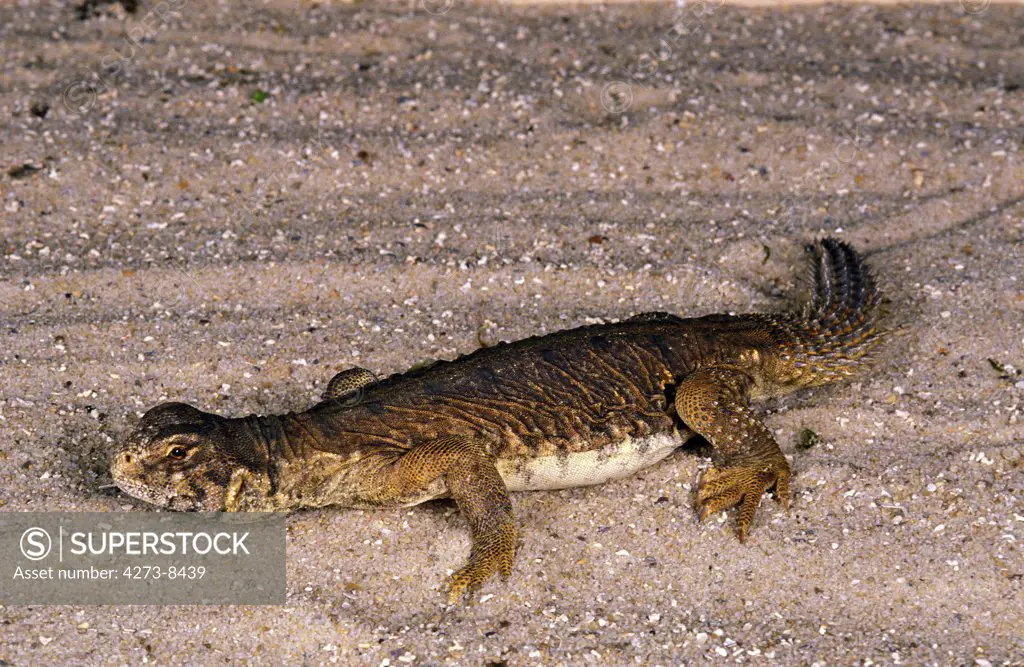 Egyptian Spiny-Tailed Lizard, Uromastyx Aegyptius, Adult