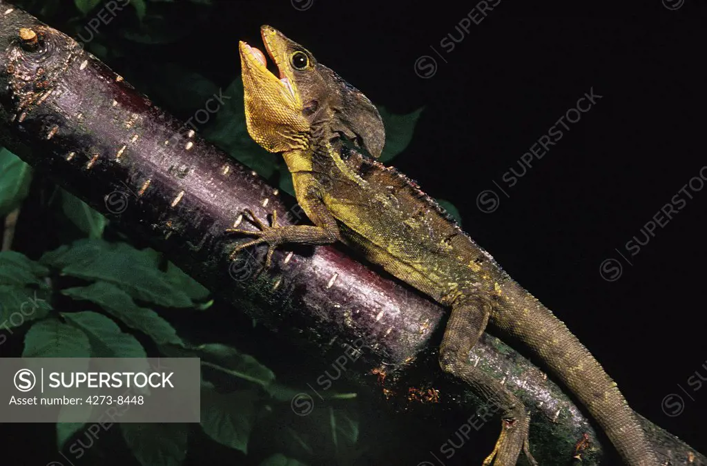 Brown Basilisk Lizard Basiliscus Vittatus, Adult Standing On Branch