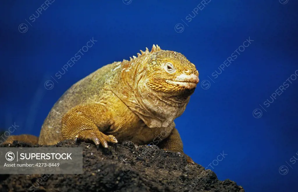 Galapagos Land Iguana, Conolophus Subcristatus, Adult Standing On Rock Against Blue Sky, Galapagos Islands