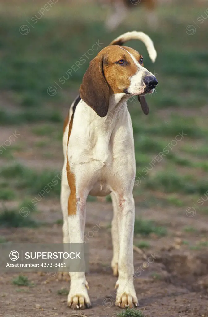 Great Anglo-French Tricolour Hound, Adult