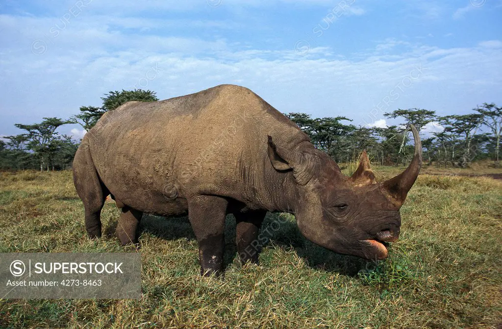 Black Rhinoceros Diceros Bicornis, Adult Feeding, Savannah In Kenya
