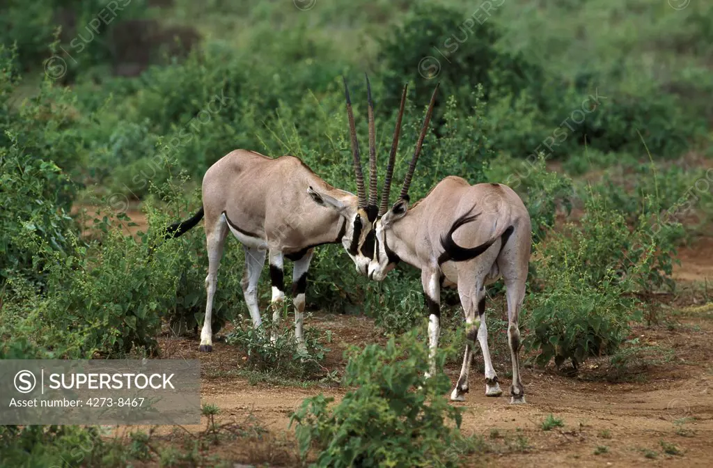 Beisa Oryx, Oryx Beisa, Males Fighting, Kenya