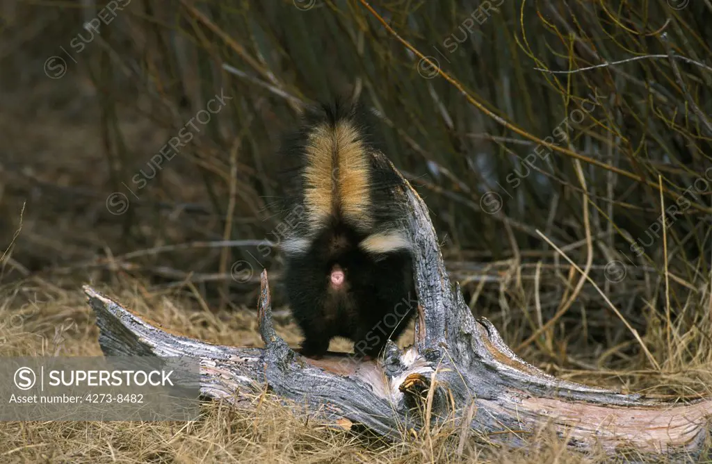 Striped Skunk, Mephitis Mephitis, Backview Of Adult