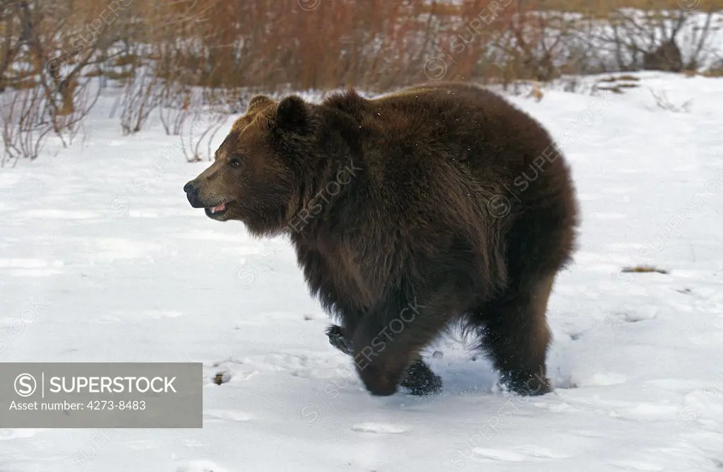 Kodiak Bear Ursus Arctos Middendorffi, Adult Running On Snow, Alaska