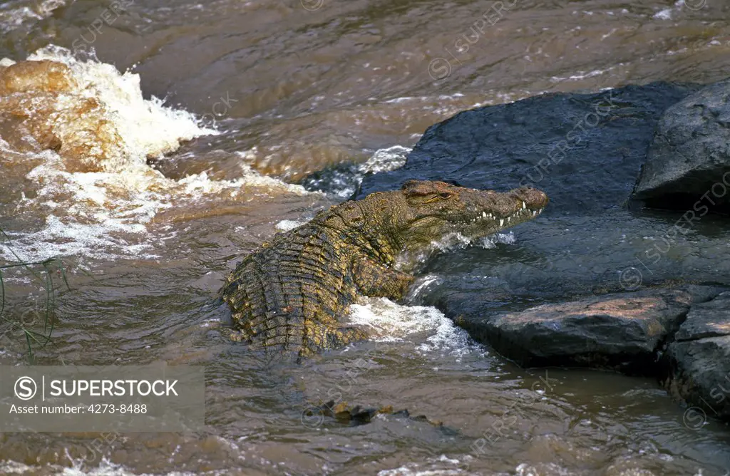 Nile Crocodile, Crocodylus Niloticus, Adult In Mara River, Masai Mara Park In Kenya