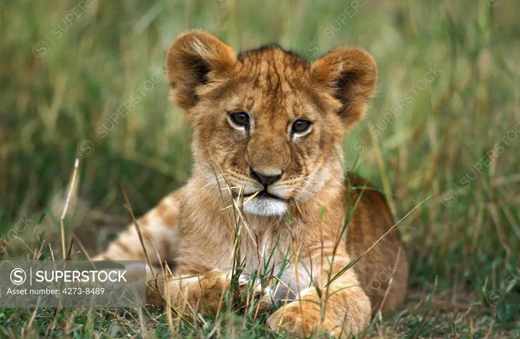 African Lion, Panthera Leo, Cub Laying On Grass, Kenya