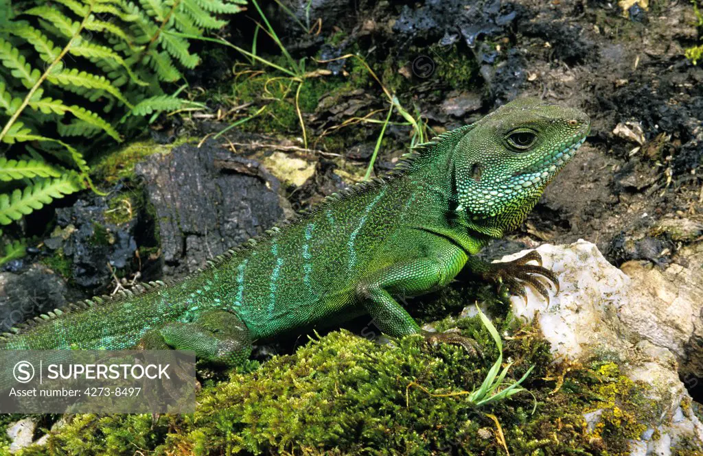 Chinese Water Dragon, Physignathus Cocincinus, Adult Standing On Rock
