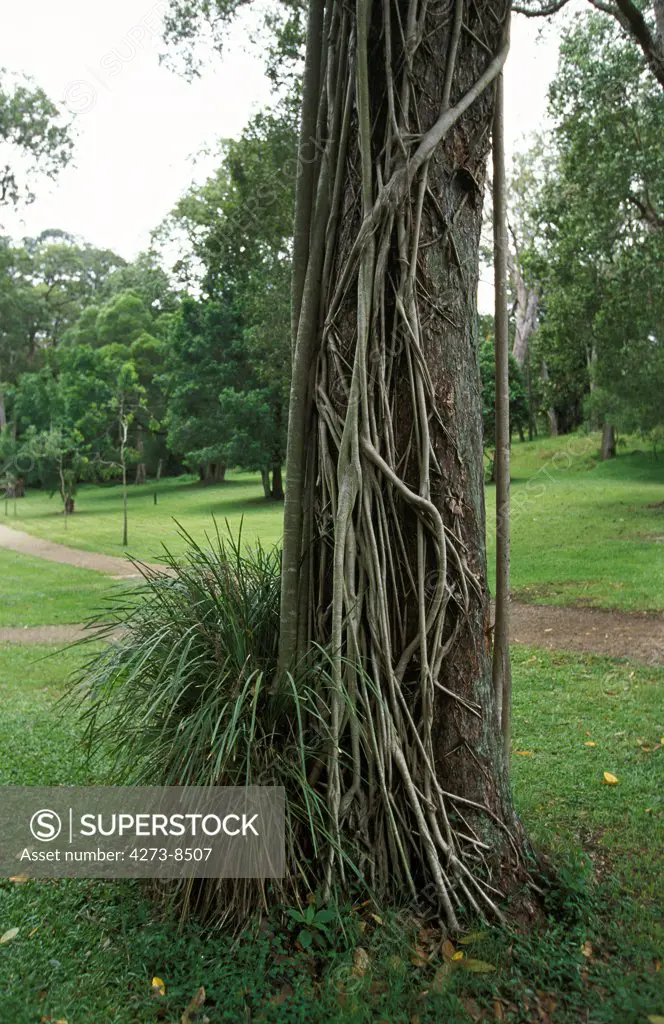 Strangler Fig Clusia Sp, Australia