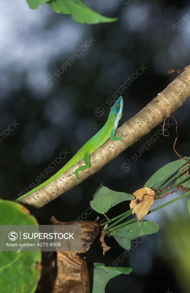 Green Anole Lizard Or Carolina Lizard, Anolis Carolinensis, Adult Standing On Branch