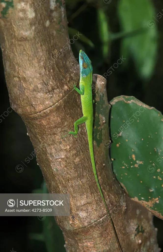 Green Anole Lizard Or Carolina Lizard, Anolis Carolinensis, Adult Standing On Branch