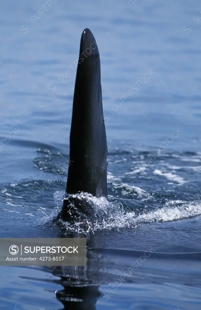Killer Whale, Orcinus Orca, Dorsal Fin Of Adult, Canada