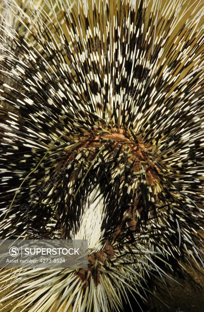 Crested Porcupine, Hystrix Cristata, Adult, Close Up Of Tail