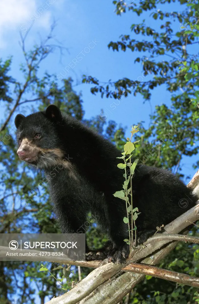 Spectacled Bear, Tremarctos Ornatus, Adult Standing On Branch