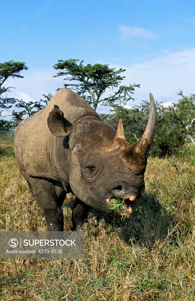 Black Rhinoceros, Diceros Bicornis, Adult Eating, Kenya