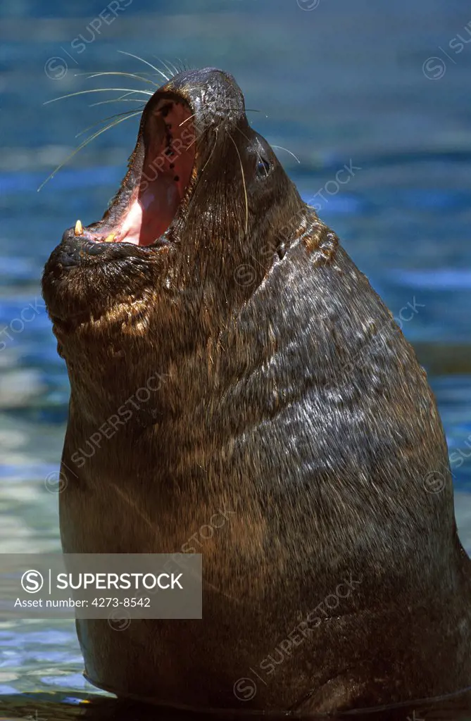 Fur Seal, Male Calling