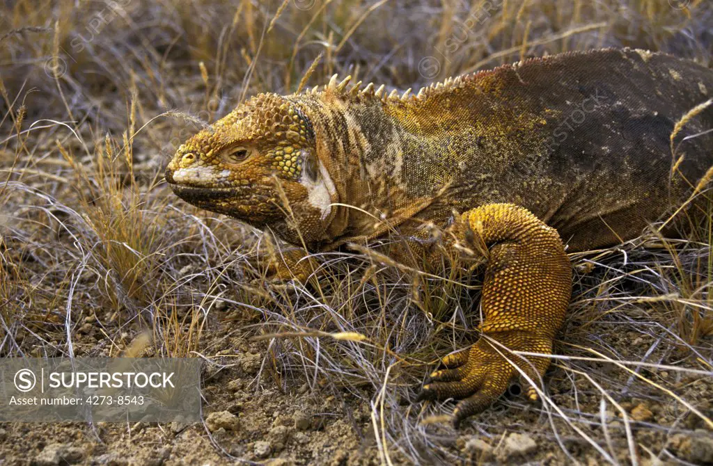 Galapagos Land Iguana, Conolophus Subcristatus, Adult Standing On Dry Grass, Galapagos Islands