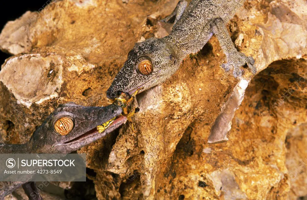 Leaf-Tailed Gecko, Uroplatus Fimbriatus, Adults Eating Grasshoper