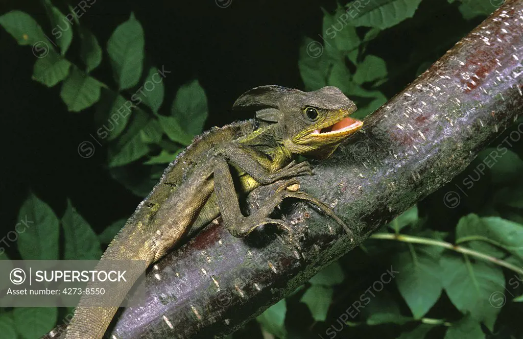 Brown Basilisk Lizard Basiliscus Vittatus, Adult In Defensive Posture