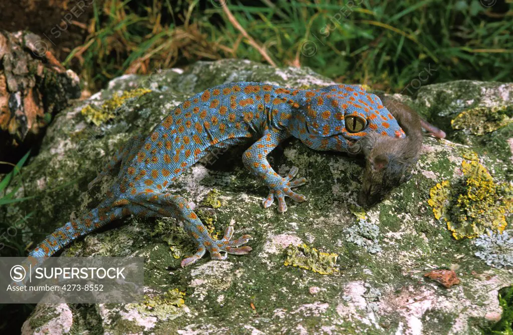 Tokay Gecko, Gekko Gecko, Adult Eating Mouse