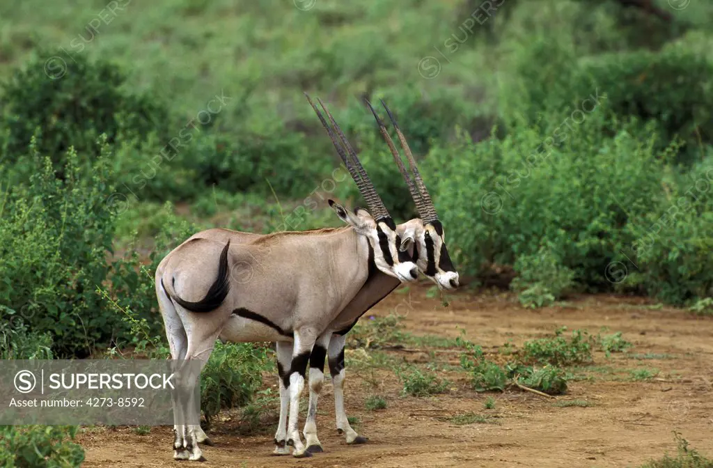 Beisa Oryx, Oryx Beisa, Males, Kenya