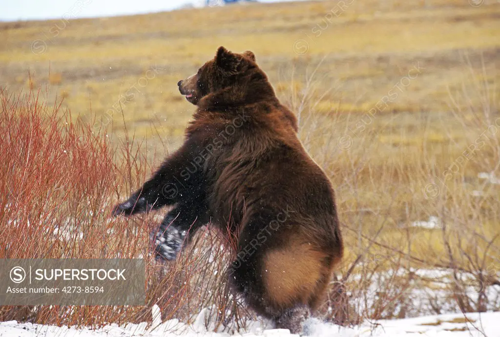 Kodiak Bear Ursus Arctos Middendorffi, Adult Standing Up On  Hind Legs, Alaska