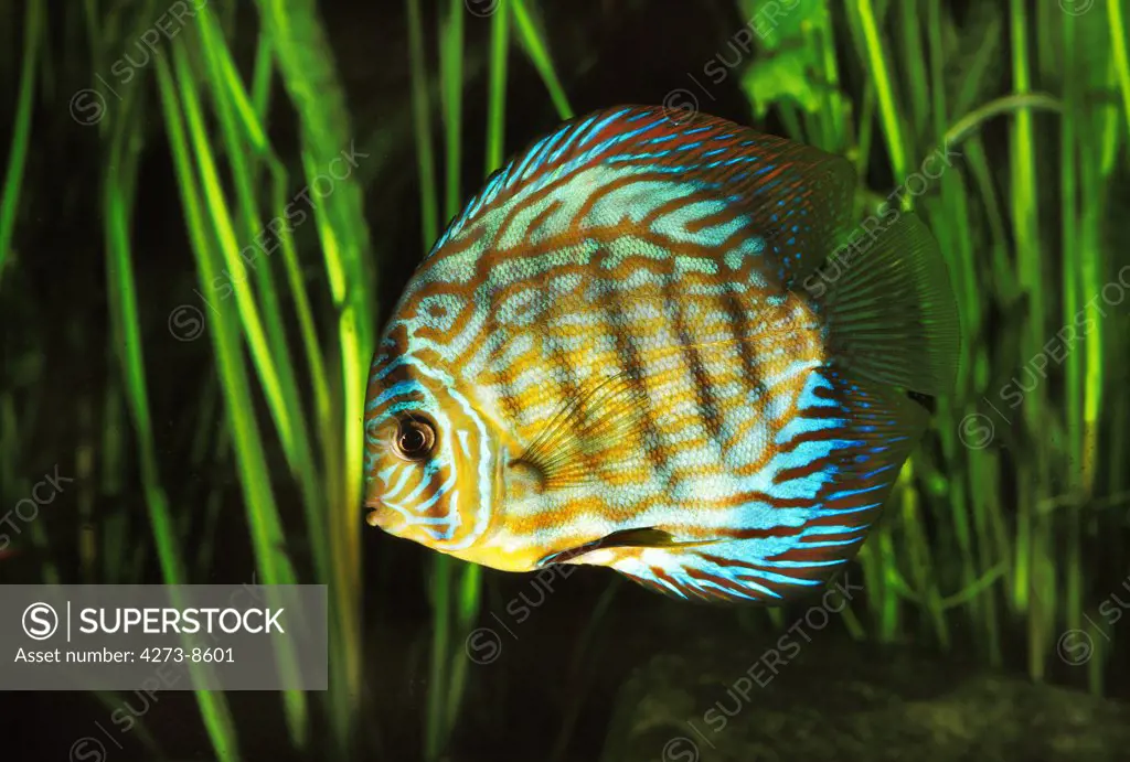 Pompadour Discus Fish Symphysodon Aequifasciatus